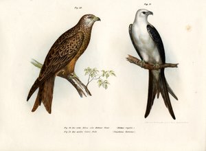 Drage, 1864 af German School