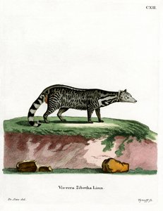 Stor indisk civet (farvet gravering) af German School