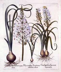 Late Hyacinth and Star-Of-Bethlehem, fra Hortus Eystettensis, af Basil Besler (1561-1629), pub. 1613 (håndfarvet gravering) af German School