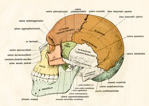 Sidediagram af knoglerne i det menneskelige kranie af German School