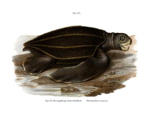 Havskildpadde i læder (farve litho) af German School