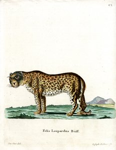 Leopard (farvet gravering) af German School