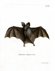 Mindre falsk vampyrbat (farvet indgravering) af German School