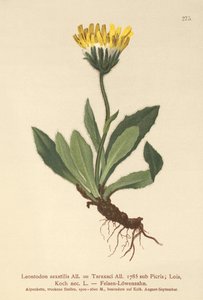 Lille høgeurt (Leontodon saxatilis, Leontodon taraxaci) af German School