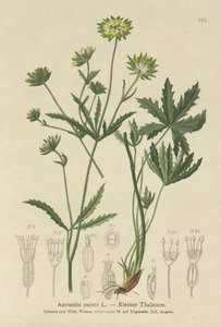 Mindre Mesterurt (Astrantia minor) af German School