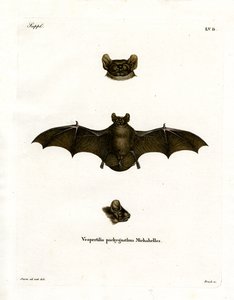 Lesser Noctule Bat (farvet indgravering) af German School