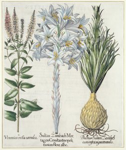 Lilje: 1. Sultan Zambach Martagon af Konstantinopel hvid blomst 2. Veronica recta carnlea 3. Bulbus Sultan Zambach cuminfeunipartecaulis, fra Hortus Eystettensis af Basil Besler (1561-1629), pub. 1613 af German School
