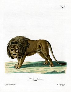 Løve (farvet gravering) af German School