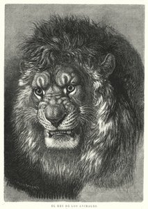 Løve: dyrenes konge (litho) af German School