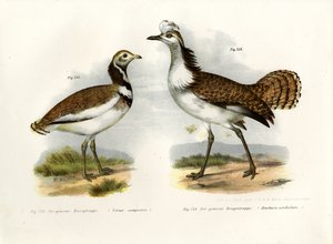 Lille Bustard, 1864 af German School