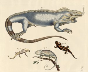 Firben af German School