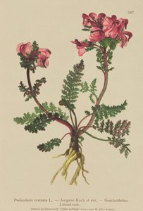 Langnæset Lousewort (Pedicularis rostrata) af German School