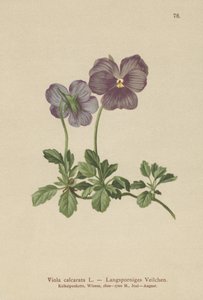 Langspurvet violet (Viola calcarata) af German School