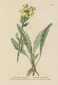 Langnæbbet Gul Lusewort (Pedicularis tuberosa) af German School