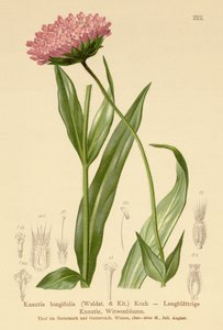 Langbladet enkeblomst (Knautia longifolia) af German School