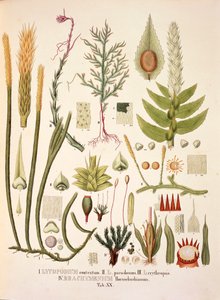 Lycopodium og Brachymenium, bord XX fra 