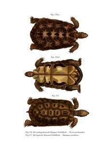 Madagaskar edderkopskildpadde (farve litho) af German School