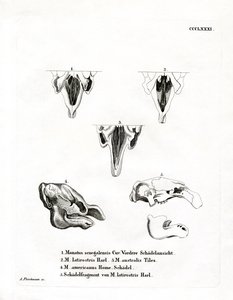 Manatee Skulls (farvet gravering) af German School
