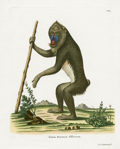 Mandrill (farvet gravering) af German School