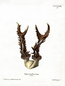 Mountain Hare Antlers (farvet gravering) af German School