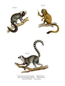 Marmoset, 1860 af German School