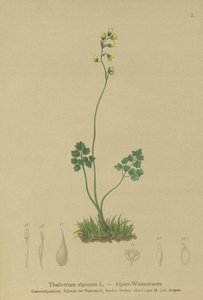 Almindelig røn (Thalictrum alpinum) af German School