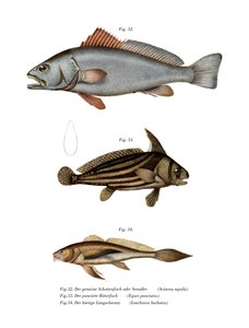 Mager (farve litho) af German School