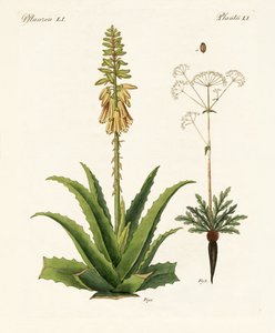 Medicinske planter af German School