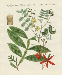 Medicinske planter af German School