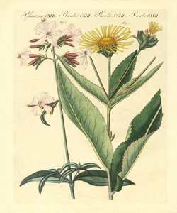 Medicinske planter af German School