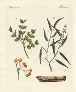 Lægeplanter af German School