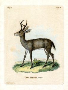Mexicanske hjorte (farvet gravering) af German School