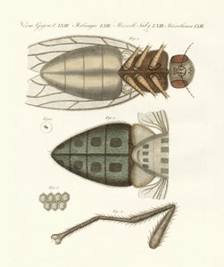 Mikroskopisk billede af stuefluen (farvet indgravering) af German School