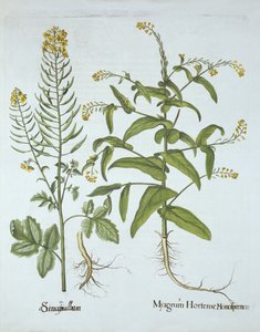 Geringskarse og hvid sennep, fra Hortus Eystettensis, af Basil Besler (1561-1629), pub. 1613 (håndkoloreret gravering) af German School