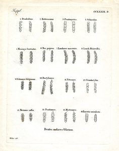 Kindtænder (farvet gravering) af German School