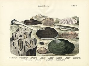 Bløddyr, ca. 1860 (farvelitografi) af German School