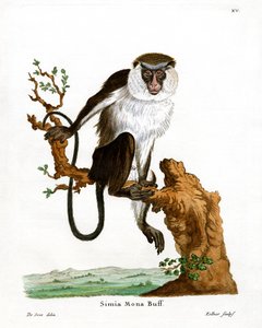 Mona Monkey (farvet gravering) af German School