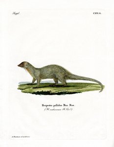Mongoose (farvet gravering) af German School