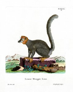 Mongoose Lemur (farvet gravering) af German School