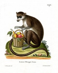 Mongoose Lemur (farvet gravering) af German School