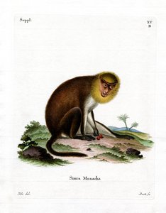 Munk Saki (farvet gravering) af German School