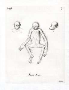 Affe von German School