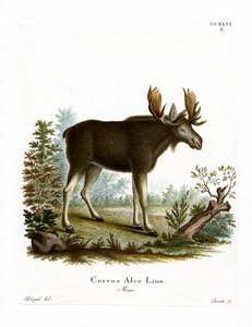 Elg (farvet gravering) af German School