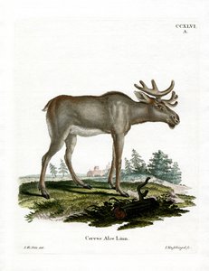 Elg (farvet gravering) af German School