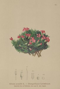 Mose-Kampignon (Silene acaulis) af German School