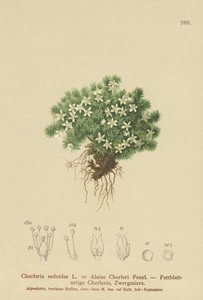 Moset Cyphel (Cherleria sedoides, Minuartia sedoides, Alsine Cherleri) af German School