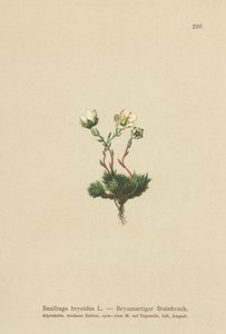 Moset Saxifrage (Saxifraga bryoides) af German School