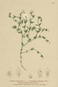 Bjerg-Kirsebærurt (Stellaria cerastioides, Cerastium trigonum) af German School