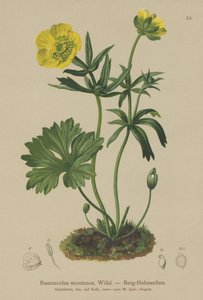 Bjerg-Kræppe (Ranunculus montanus) af German School