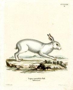 Mountain Hare (farvet gravering) af German School
